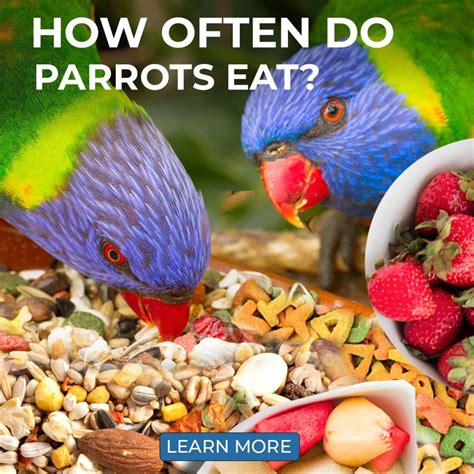 Parrot Essentials Everything You Need And More For Your Pet Parrot