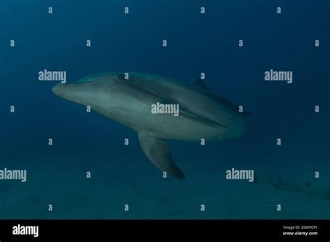 Dolphin Swimming In The Red Sea Eilat Israel Stock Photo Alamy