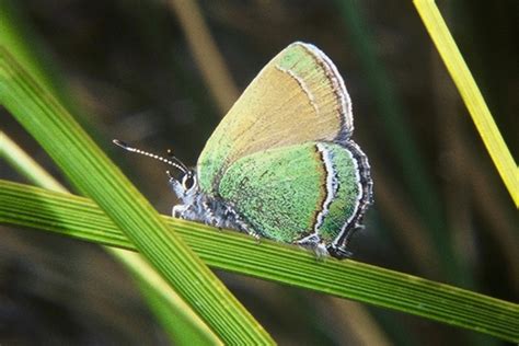 New Mexico State Butterfly