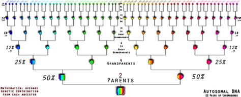 Dna Inheritance Chart Above Shows The Percentage Inherited By Each