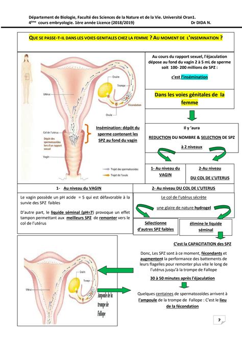 SOLUTION PREMORPHOGENESE FECONDATION SEGMENTATION Studypool