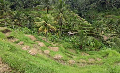 Terrace Rice Paddy Field at Ubud, Bali Stock Photo - Image of food, harvest: 36253364