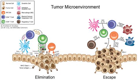 Tumor Immune Cell Microenvironment Bioserendipity