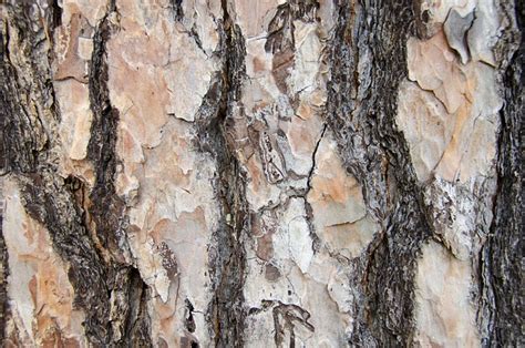 Bark Tree Background Free Photo On Pixabay Pixabay