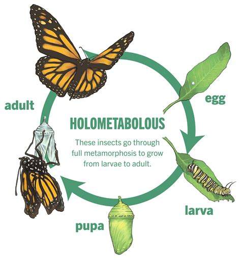 What is an Insect? | Six-Legged Science: Unlocking the Secrets of the