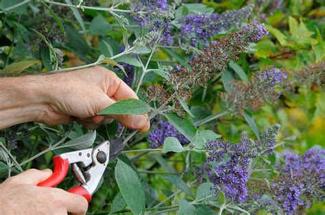 Hoe Oud Wordt Een Vlinderstruik Levensduur Van Deze Kleurrijke Plant