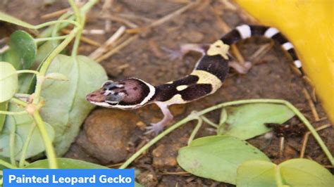 Painted Leopard Gecko – GKToday