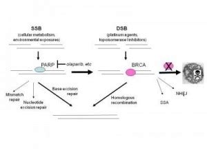 A New Way To Kill Cancer Cells Through Synthetic Lethality Bmed Report