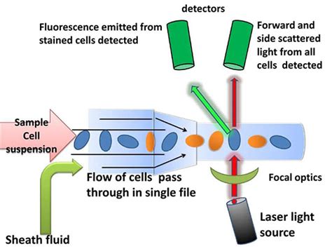 [Technology Sharing]Antibody Flow Cytometry Protocol - FineTest Antibody