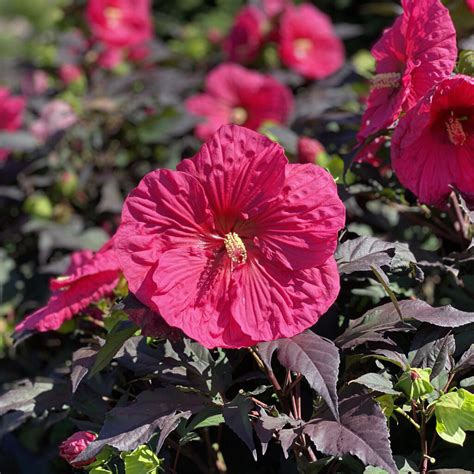 Summerific Evening Rose Hibiscus Garden Crossings