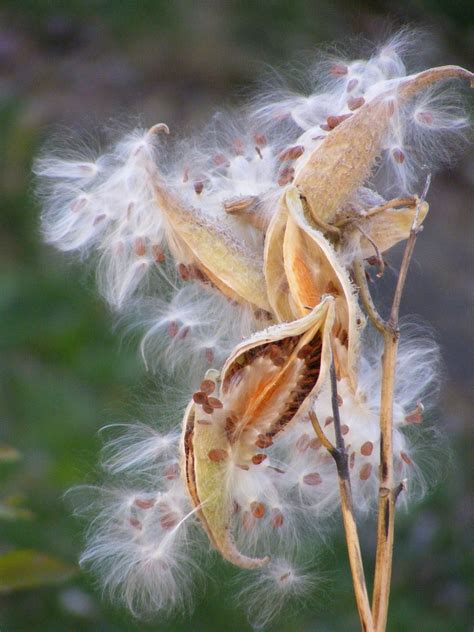 Edit Free Photo Of Milk Weed Seedswhiteweedfallplant