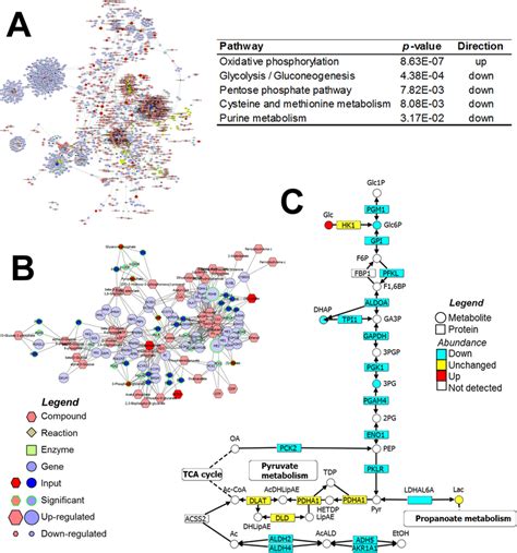 Integrative Network Of Proteomics Metabolomics And Lipidomics Of