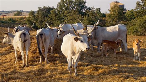 Les Plus Belles Races De Vaches En 20 Photos