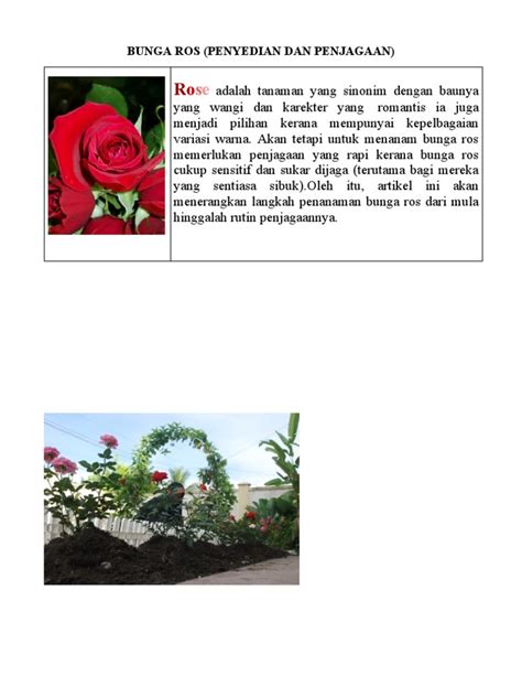 Ciri Ciri Pokok Bunga Ros Cannonldweiss