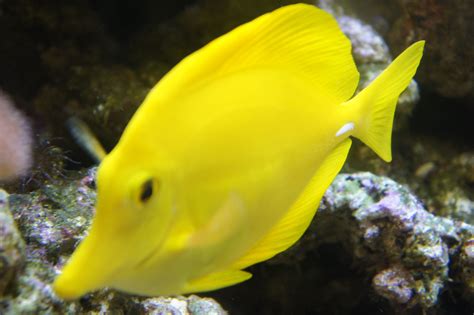 The Yellow Tang Is A Staple In Every Saltwater Fish Tank