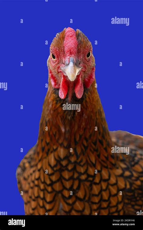 Wyandotte Bantam Chicken Golden Laced Isolated In Blue Background Front