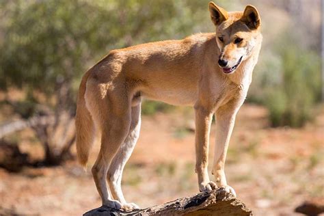 Galeria Dingo Australijski