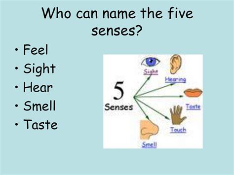 Who Can Name The Five Senses Ppt Download