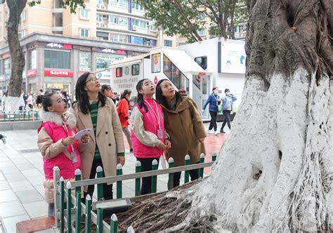 为古树撑起“保护伞” 小小志愿者在行动