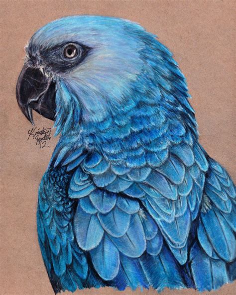 Spixs Macaw Parrots Art Colored Pencil Artwork Colorful Drawings