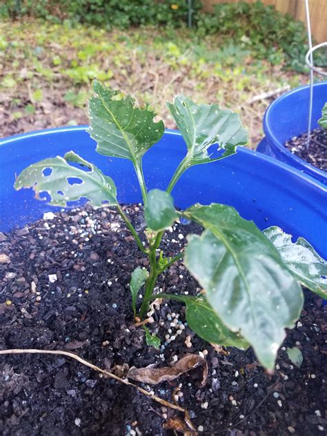 Fertilizer Burn On This Sweet Bell Pepper Plant Or Something Else What Should I Do R Plantclinic