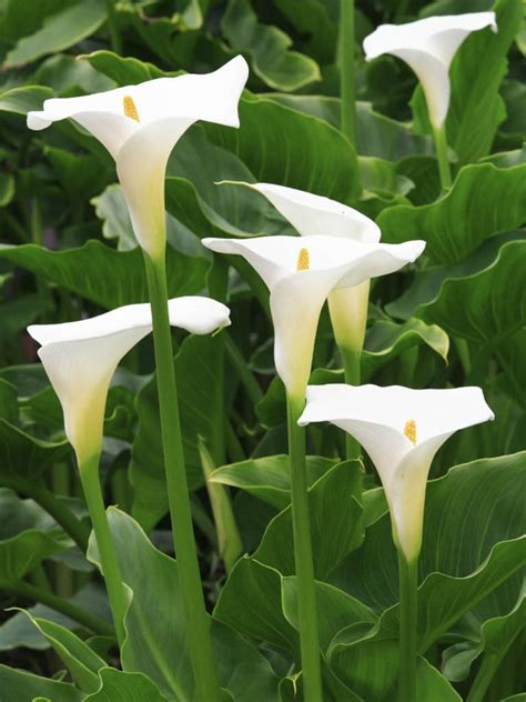 Zantedeschia Aethiopica Arum Lily World Of Flowering Plants