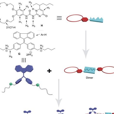 Cartoon Representation Of The Construction Of Linear Supramolecular