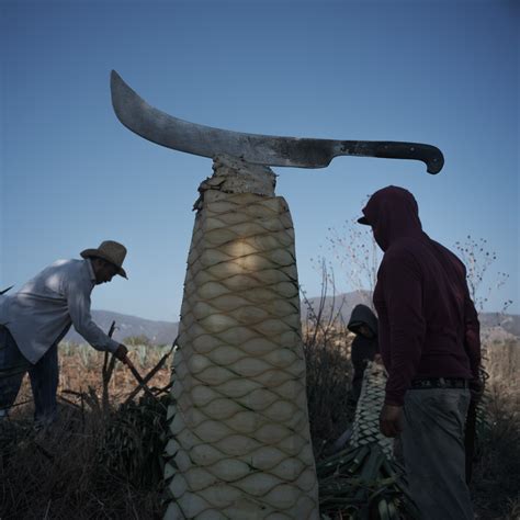 Wild agave plants that make the best mezcal are getting harder to find - Washington Post