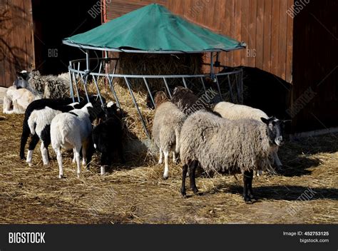 Feeding Sheep Hay Image & Photo (Free Trial) | Bigstock