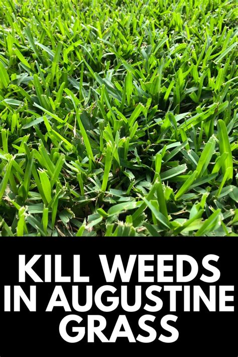 What To Use To Kill Weeds In St Augustine Grass 2024 Own The Yard