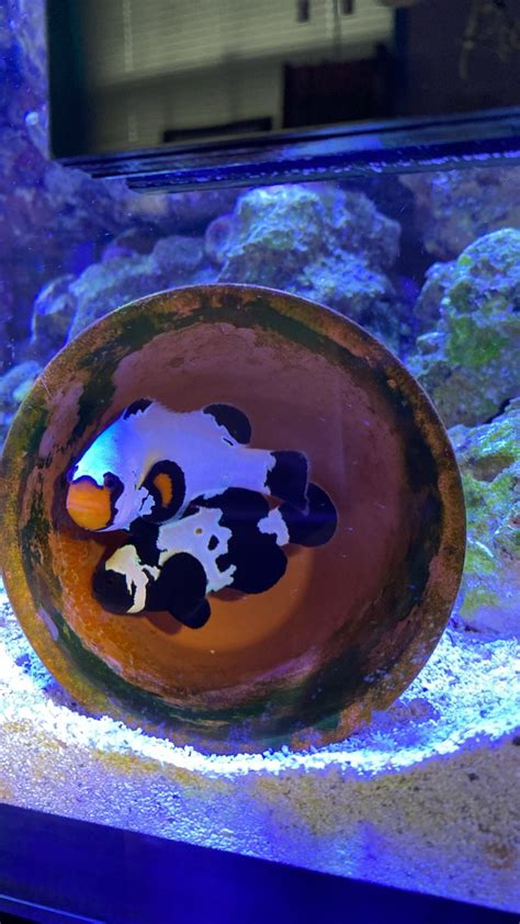 Clownfish breeding | Reef2Reef