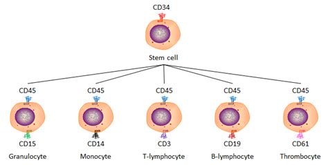 Flow Cytometry Fcm Facs Application Immunophenotyping