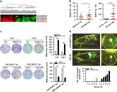 Ebv Mir Bart P Promotes The Emt And Metastasis Of Nasopharyngeal