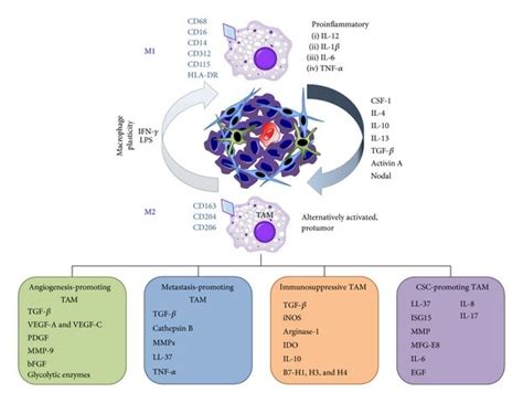 Macrophage Plasticity And Characterization The Binary M1m2 Download Scientific Diagram