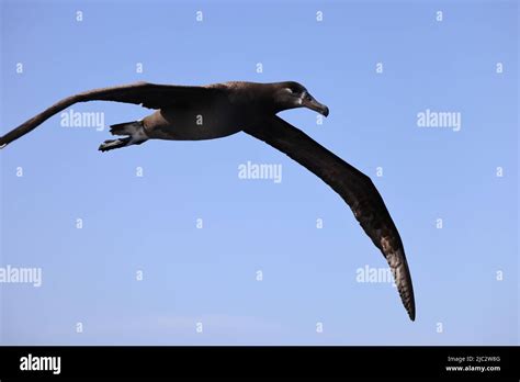 Black Footed Albatross Diomedea Nigripes In Japan Stock Photo Alamy