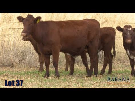 Lot 37 Barana Mixed Aged Commercial Cows Calves YouTube