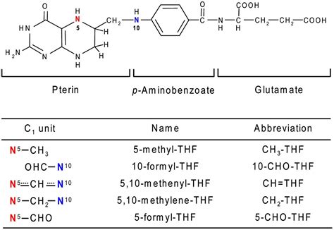 Tetrahydrofolate Structure