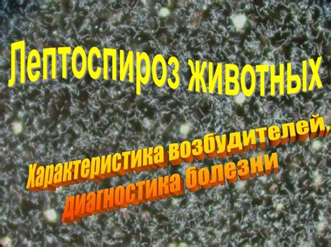 Краткие сведения о лептоспирозе. Лекция №5 - презентация онлайн