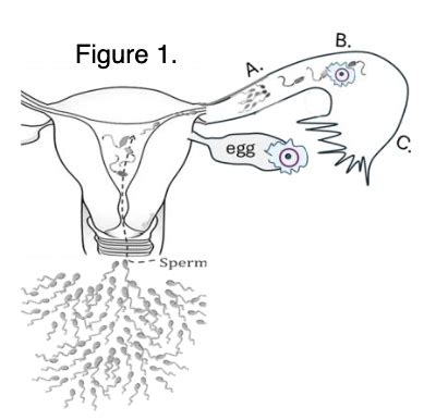 Physiology Of Reproduction Fertilization Flashcards Quizlet