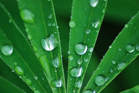 Hd Wallpaper Macro Shot Photography After The Rain Drops Nass Wet