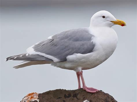 Glaucous Winged Gull Ebird Pacific Northwest