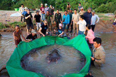 Stingray In Cambodia May Be Largest Freshwater Fish Ever Caught