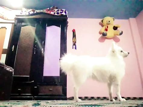 Sexy Body Boy Masturbating Hard Gay Asian Porn Feat Nabin Chaulagain XHamster