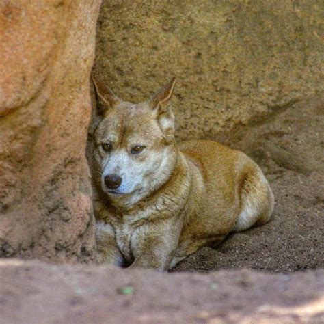 I Love Canines And Dingoes Canine Dingo Dogs