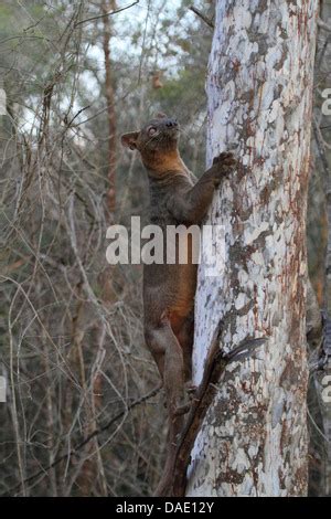 Fossa Cryptoprocta Ferox Subir A Un Rbol El M S Grande Depredador