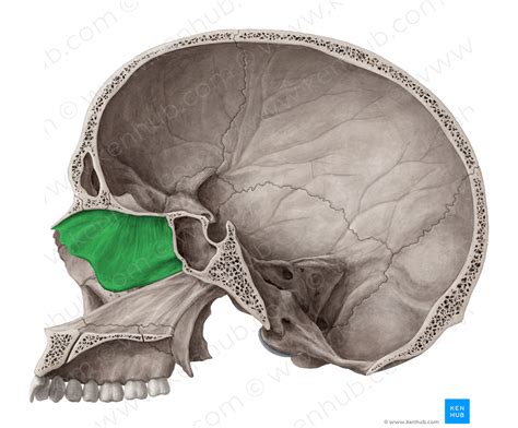 Perpendicular Plate Of Ethmoid Bone 4406 Kenhub Image License Store