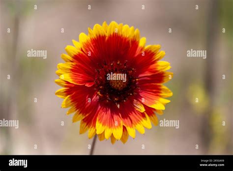 Indian Blanket Wildflower Stock Photo Alamy