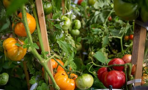 Heirloom Tomatoes Growing