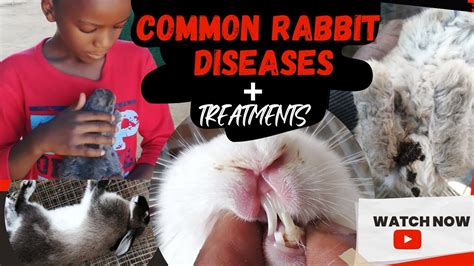 Common Rabbit Diseases I Prevention Treatment Youtube