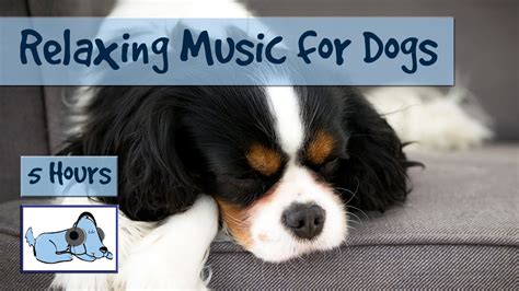 Over Five Hours of Relaxation Music for Dogs! Music to Help Your Dog Relax While You're Away ...